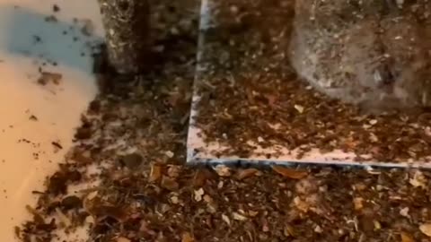 WHITE MAGIC FOR LOVE TO BRING AN EX-LOVER BACK SPELLS CASTER IN USA, CANADA, AUSTRALIA