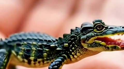 Little Alligator, Big Cuteness Overload! 🐊💕 #shorts #cuteanimals #cute #viral #viralshorts #animals