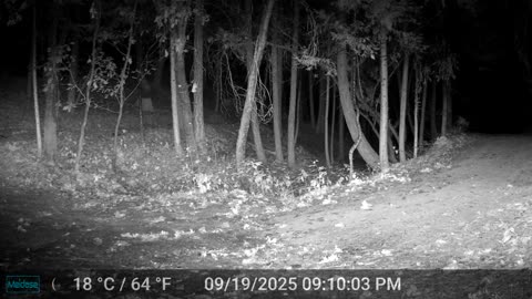 Linx - Spotted the Camera