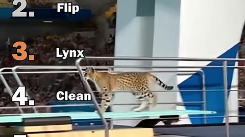 Ranking Best AI Cats Olympic Diving Moments
