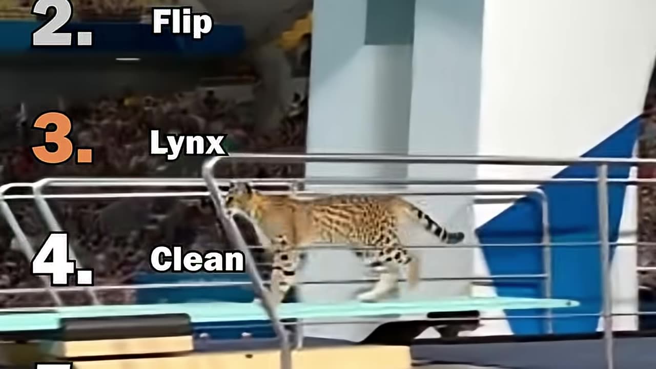 Ranking Best AI Cats Olympic Diving Moments
