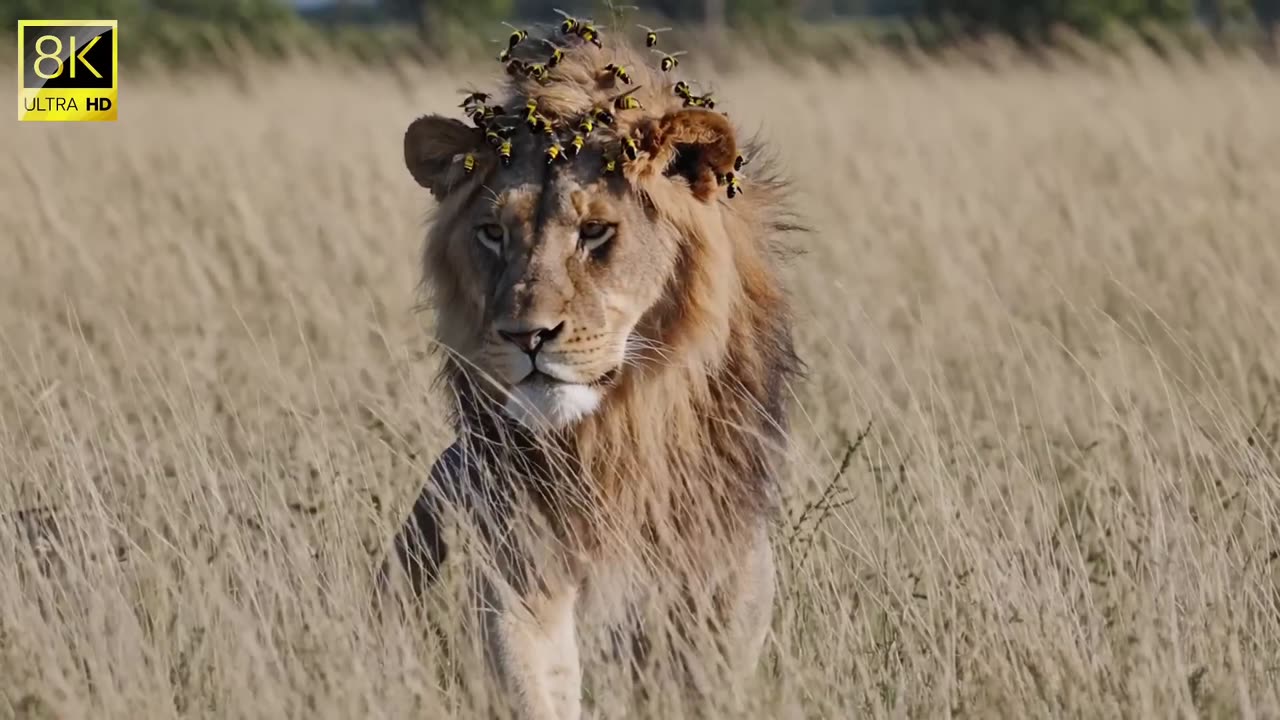 Lion Covered in Bees… What Happens Next Will Shock You!