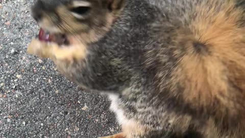 Everybody's favorite squirrel