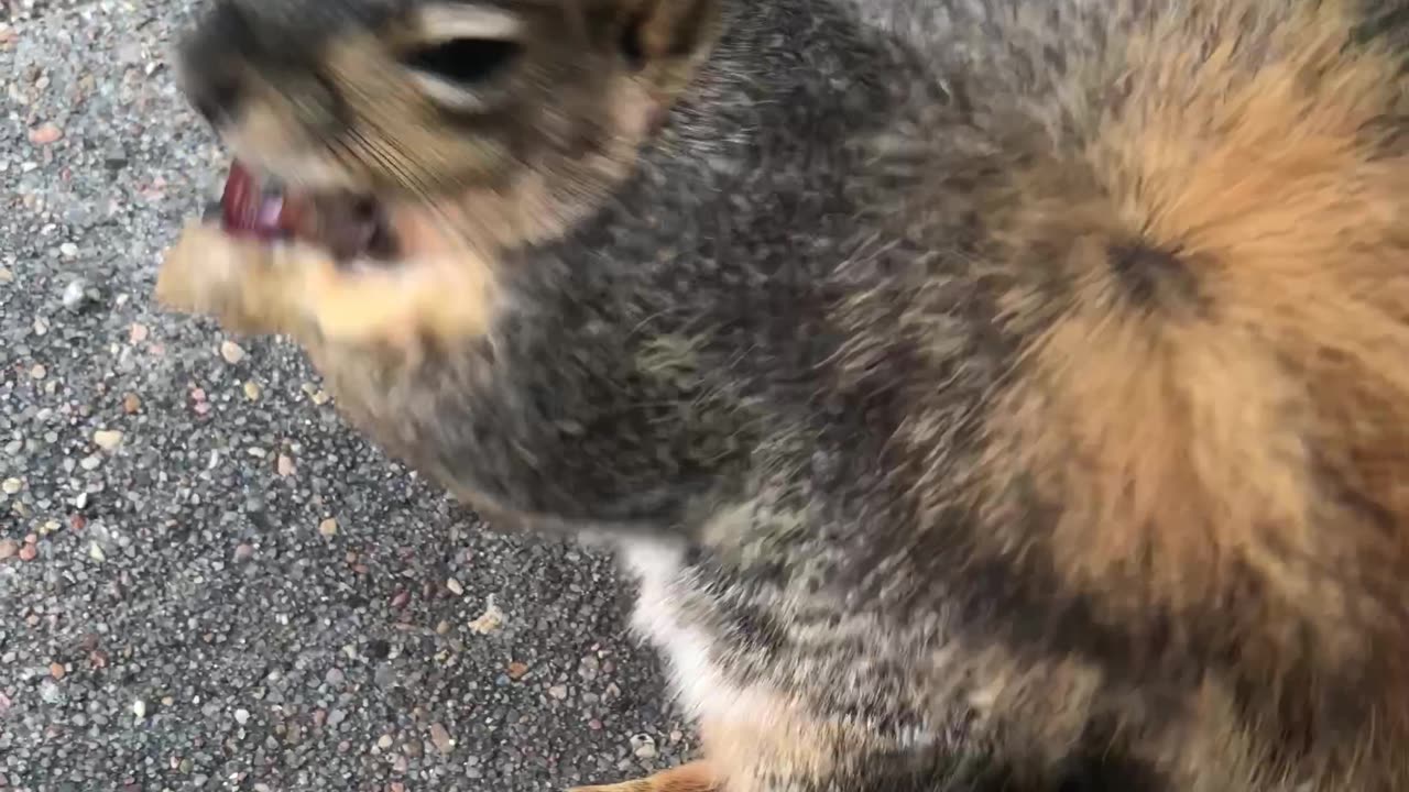 Everybody's favorite squirrel