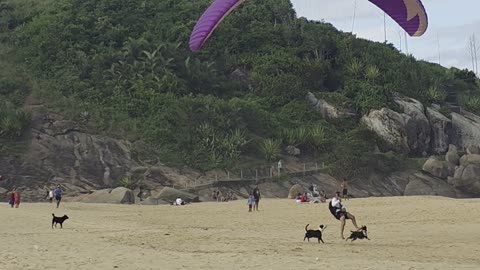 Dogs Nip At Paraglider's Heels