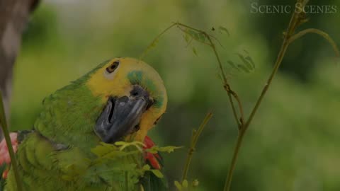 JUNGLE BIRDS DISCOVERY / 60FPS 4K ULTRA HD #4K #ANIMALS