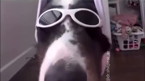 😂🐶 This Dog's Bamming Antics Are Too Funny! | FunFM