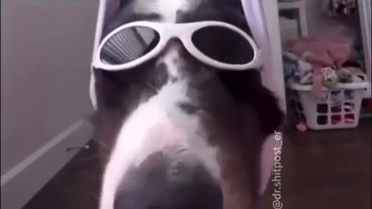 😂🐶 This Dog's Bamming Antics Are Too Funny! | FunFM