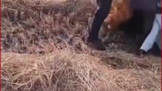 Telangana: Woman, Two Nieces Injured in Tractor Attack Amid Land Dispute