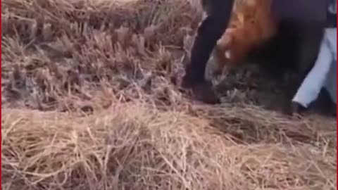 Telangana: Woman, Two Nieces Injured in Tractor Attack Amid Land Dispute