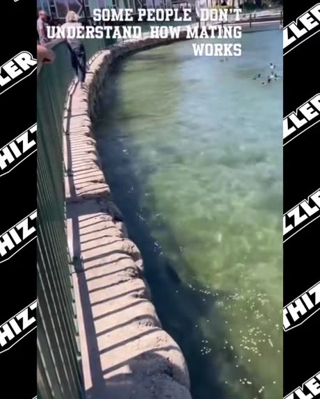 A woman freaks out about some ducks mating