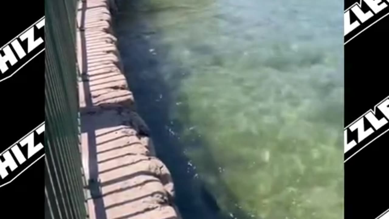 A woman freaks out about some ducks mating