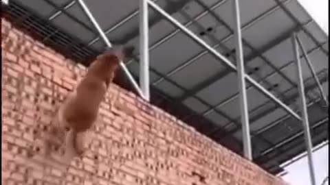 🐶😢 Poor Dog! | FunFM