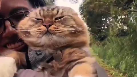 When the wind hits just the right whisker😹