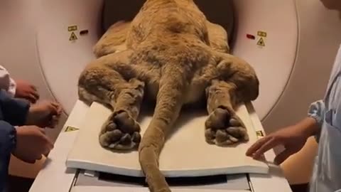 🤯✨ See How Different Animals Undergo CT Scans! | FeedMyCuriosity