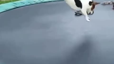 dog jumping on trampoline — laugh till you cry! 🐶🤣