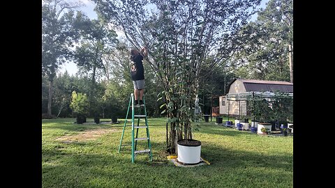 Picking Cucumbers 9/9/25