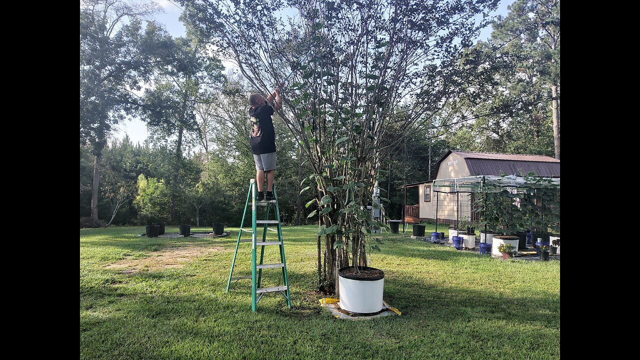Picking Cucumbers 9/9/25