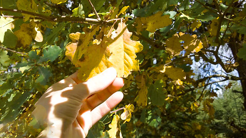 First Signs of Autumn - ASMR in Nature