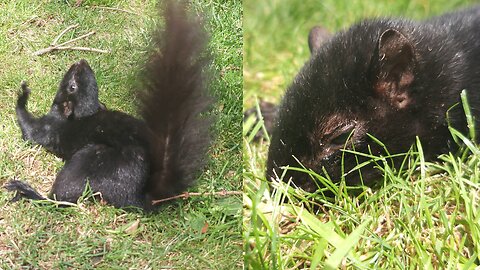 Poor Sick Squirrel With Unknown Condition - Help Called