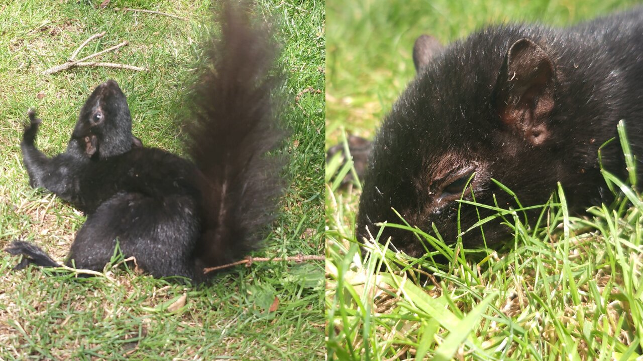 Poor Sick Squirrel With Unknown Condition - Help Called