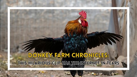 Rooster Crowing Like a Rockstar—This Farm Wake-Up Call Is Next Level