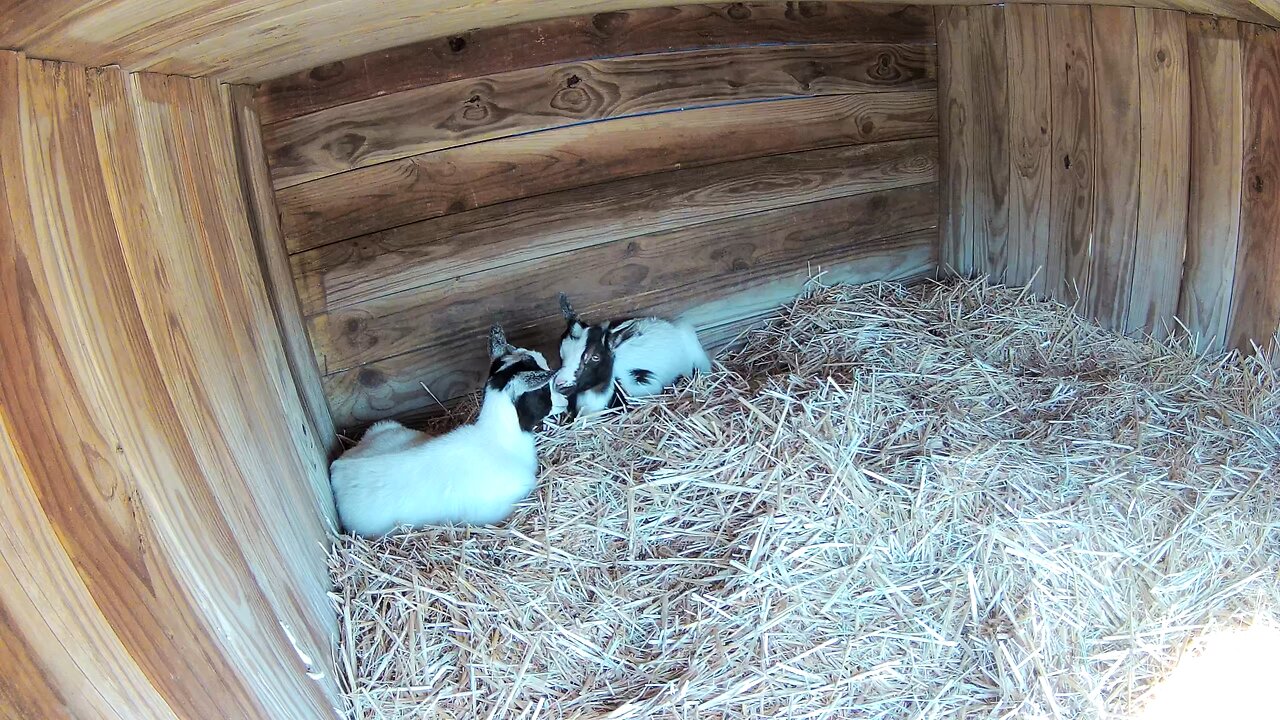 Mini goats in the house