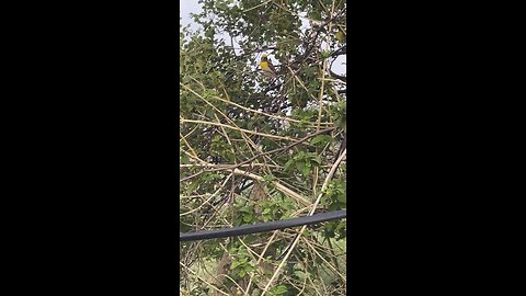 Parrot nest
