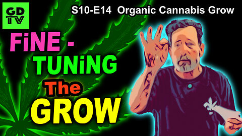 S10 E14 – Week 7 of Flower – FINE TUNING – Small Changes - Shiskaberry, Chemy Lemmy, Afghan Kosher