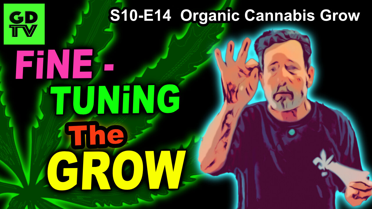 S10 E14 – Week 7 of Flower – FINE TUNING – Small Changes - Shiskaberry, Chemy Lemmy, Afghan Kosher