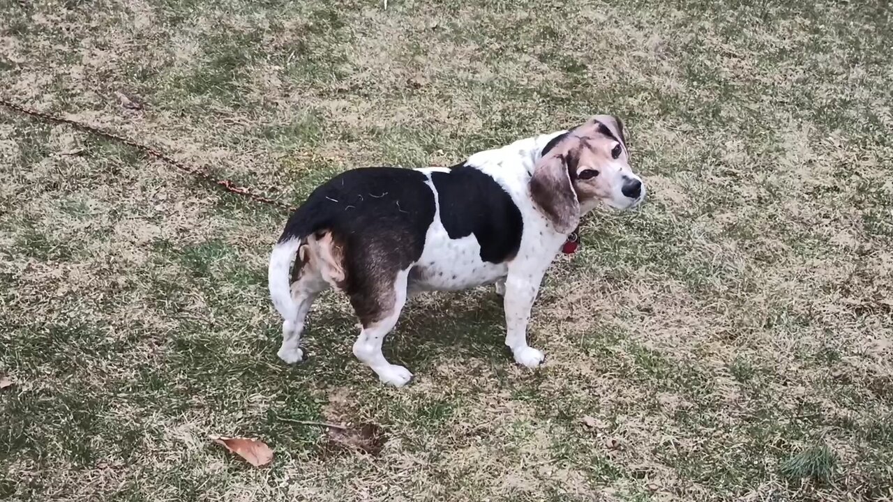 Bandit