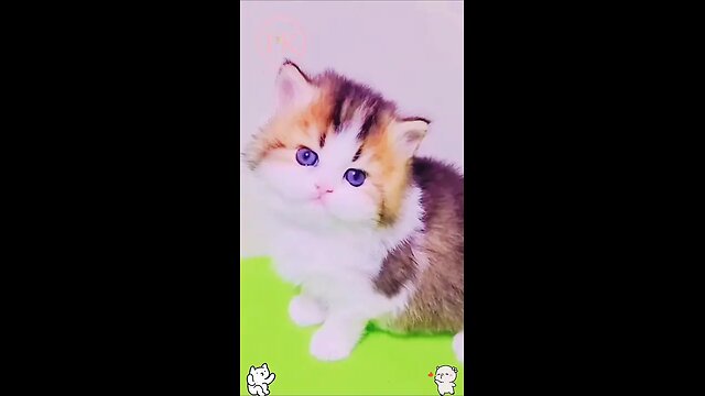 cute kitten,s 🤩🤩 #shorts