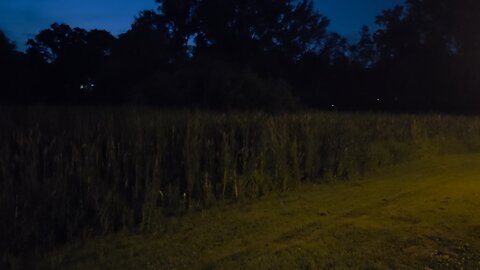 Fireflies Sparkling ✨️ In The Marsh