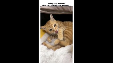 Funny Cats Compilation