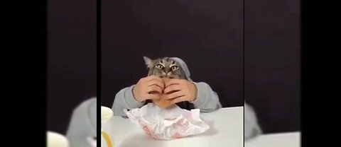 Laugh Out Loud with this Funny Animal Video | Cats and Dogs Edition
