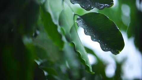 A Rain day🌱☘️🌧️