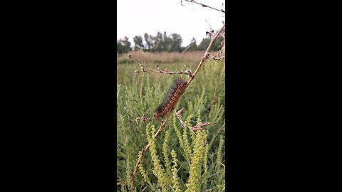 caterpillar