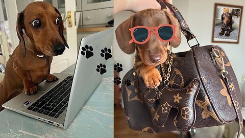 Its Dachshund Time! let's enjoy this Naughty dog Video Compilation Dachshund around the world
