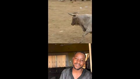 THE Bull 🐂 targeted him😂😂