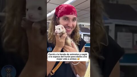 The guy accidentally divided the ferrets family but then reunited their family