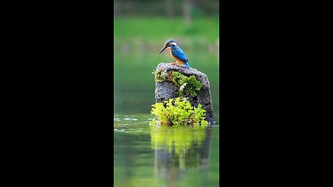 "Epic Bird Hunt Caught on Camera – Nature’s True Predator in Action!"
