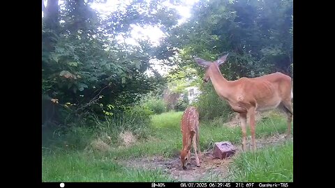 Deer Cam 08-07-2025 Doe And Fawn Game Cam Trail Cam