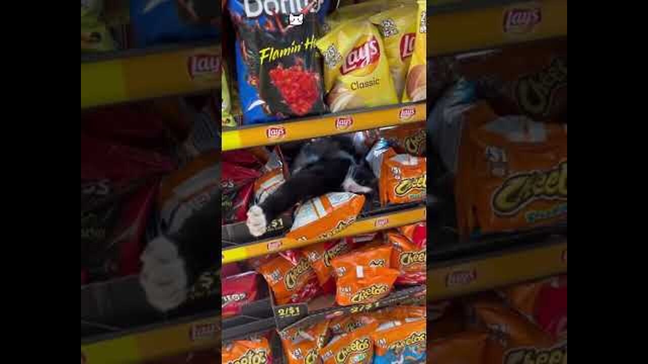 funny animals