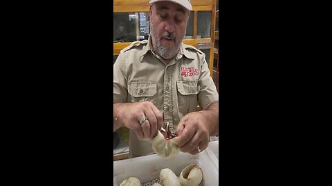 Hatching baby snakes gets messy 🐍 #animals #animalsoftiktok #reptiles #nature #snakes #python