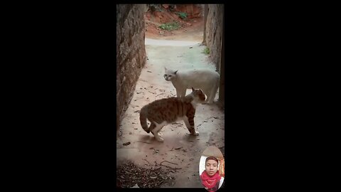 #catlovers #cat #cats #meow #kittens #catlife #pet #animals #animallover #cutecats #catviral
