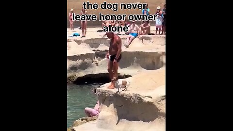the dog never leave honor owner alone🥰#funnydog, #dogfails, #cutepuppy
