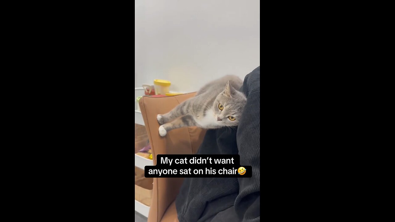 Мой кот не хотел, чтобы кто. то сидел на его стуле 😂