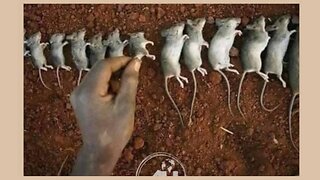 Der irre Westen ist nur noch dem Tod geweiht!