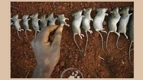 Der irre Westen ist nur noch dem Tod geweiht!