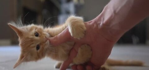 Should lonely people have companion animals